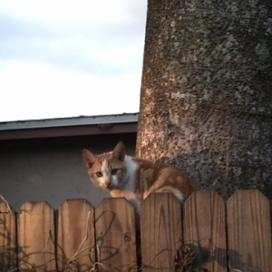 Cheez_Doodle_in_a_tree_small_1-05