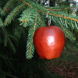 Pineapple Cache