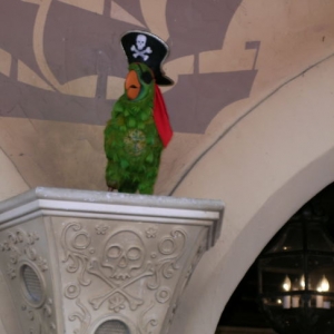 Parrot outside of POC