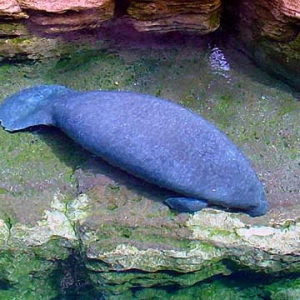 Manatee at Sea World