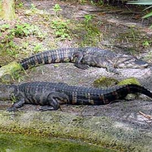 Crocs at Sea World