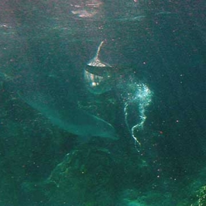 Dolphins at play