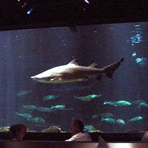 Shark tank at Sharks Underwater Grill at Sea World