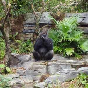 Pangani Forest