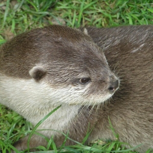 An Otter!