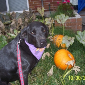 Mikey_Side_Pumkins_1a