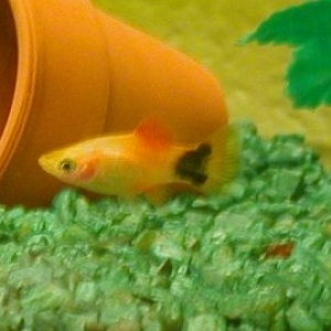 Mickey Mouse Platy Fish