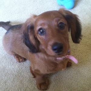 Lily