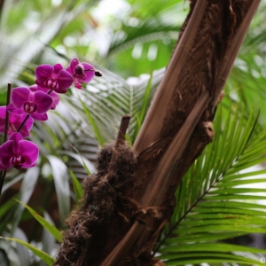 Polynesian-Resort-027
