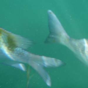 Under Water Pictures - Fish are Fast