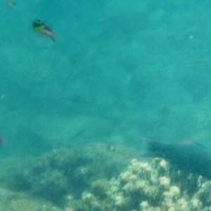 Under Water Pictures - Not Too Good