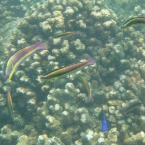 Under Water Pictures - Some Colorful Fish