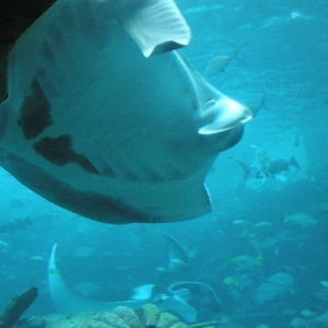 Atlantis