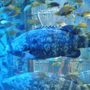 Atlantis