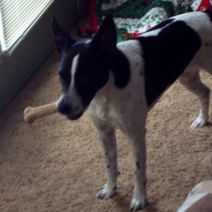 pet stocking exchange