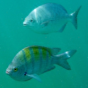 Underwater Picture