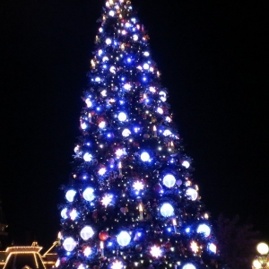 Tree 6 (closest)