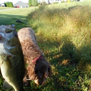 Bass