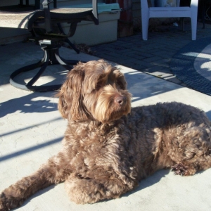 Toby