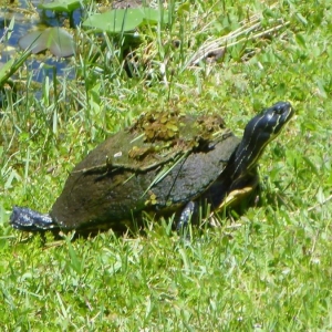 Everglades