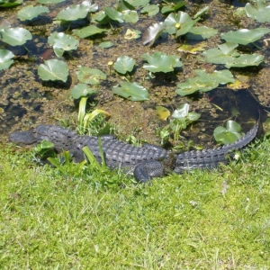 Everglades