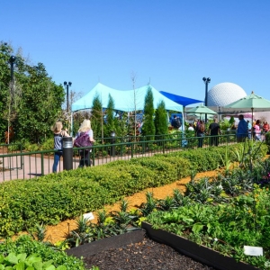 WDWINFO-Epcot-Flower-Garden-2014-038