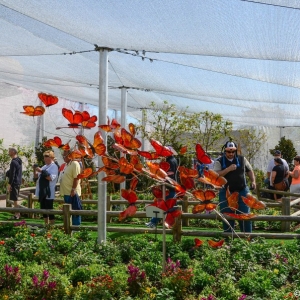 WDWINFO-Epcot-Flower-Garden-2014-049