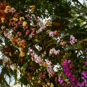 WDWINFO-Epcot-Flower-Garden-2014-080