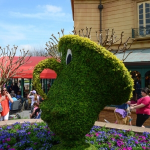 WDWINFO-Epcot-Flower-Garden-2014-100