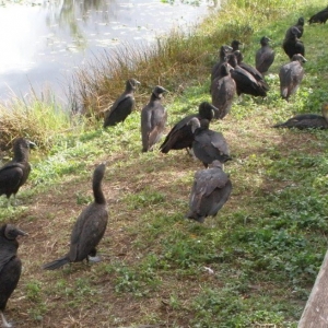 Everglades - Vultures