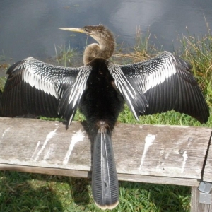 Everglades - Ahinga