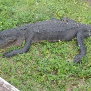 Everglades - Aligator