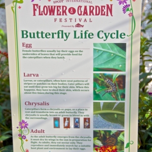 Gardens of the World Tour - Butterfly Life Cycle