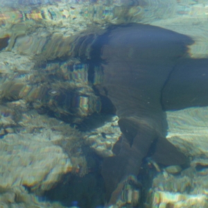 Shark at CC