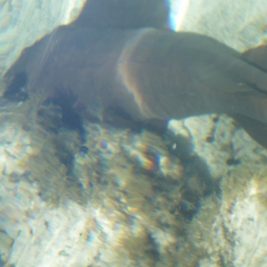 Shark at CC