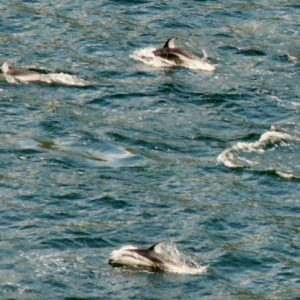Alaska Pod of Dolphins