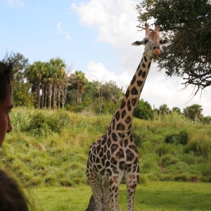 Kilimanjaro Safari.