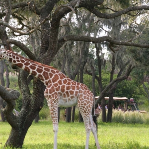 Kilimanjaro Safari.