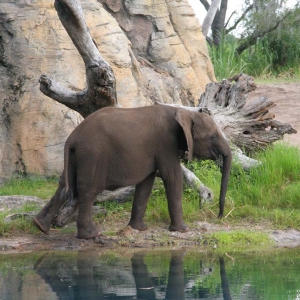 Baby Elephant on Kilimanjaro Safari.