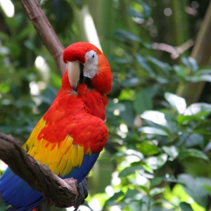 Macaw at Animal Kingdom