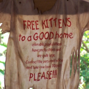 Free Kittens