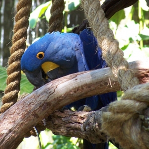 AK Parrot