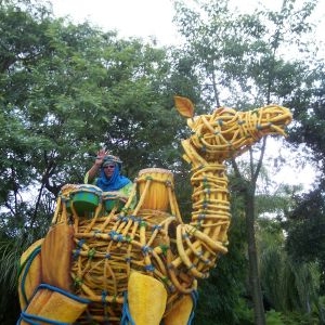 Camel