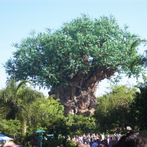 Tree of Life