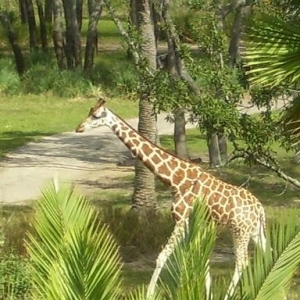 giraffe from room