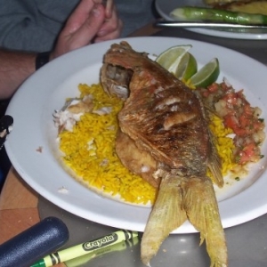 snapper