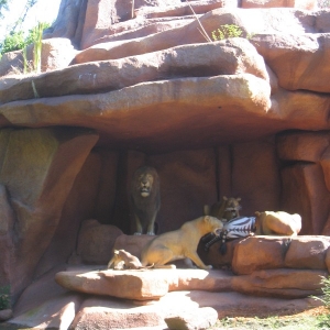 Jungle2small