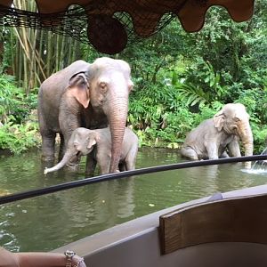 Jungle Cruise Decor  6 - MK 09-04-2017