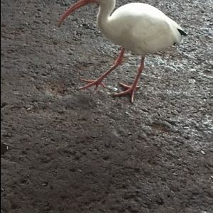 Flame Tree BBQ Seating 4 - Ibis Buddy - AK 09-05-2017