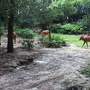 Safari 2 - Bongos - AK 09-05-2017